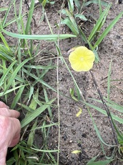 Xenostegia tridentata