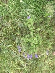 Lupinus argenteus palmeri