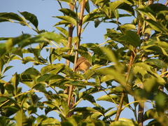Prinia subflava