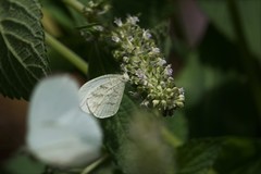 Leptosia