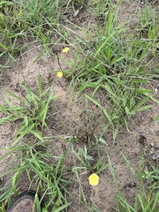 Xenostegia tridentata