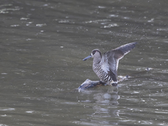 Malacorhynchus membranaceus