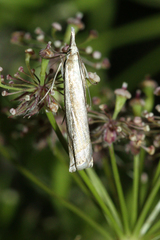 Crambus pascuella