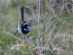 Malurus cyaneus cyanochlamys