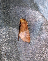 Gonoclostera aurosigna