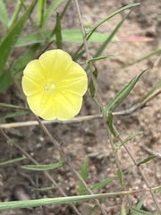 Xenostegia tridentata