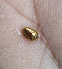 Agroiconota stupidula