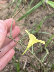 Xenostegia tridentata