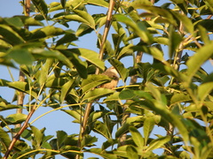 Prinia subflava