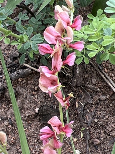 Indigofera lydenburgensis image