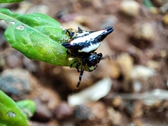 Gasteracantha geminata