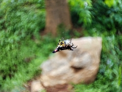 Gasteracantha geminata