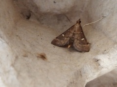 Dolicharthria punctalis