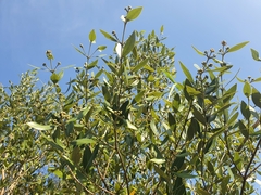 Avicennia marina