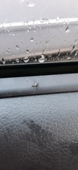 Aedes albopictus