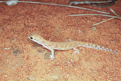 Rhynchoedura