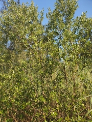 Avicennia marina