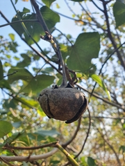 Avicennia marina
