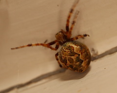 Salsa brisbanae