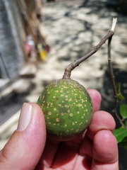 Landolphia kirkii