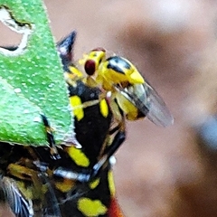 Chlorops