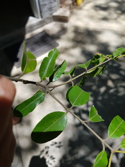 Landolphia kirkii