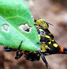 Chlorops