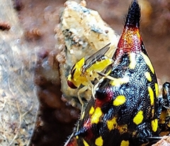 Chlorops