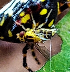 Chlorops