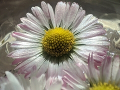 Bellis perennis