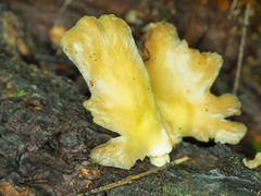 Pleurotus purpureo-olivaceus