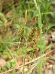 Carex binervis
