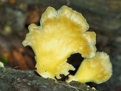 Pleurotus purpureo-olivaceus