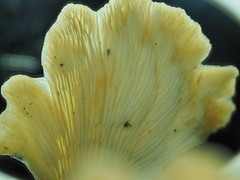 Pleurotus purpureo-olivaceus