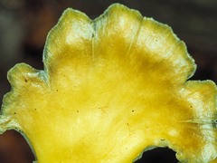 Pleurotus purpureo-olivaceus