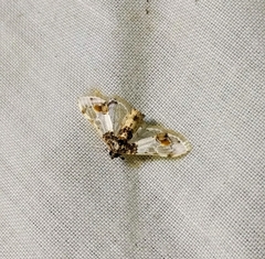 Leucinodes orbonalis