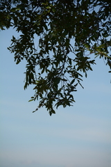 Diospyros mespiliformis