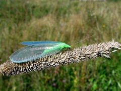 Nineta alpicola