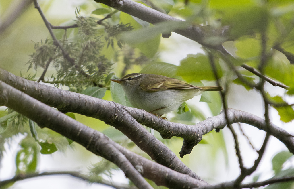 Sakhalin Leaf Warbler from г. Южно-Сахалинск, Сахалинская обл., Россия ...