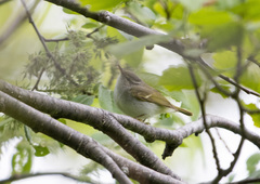 Phylloscopus borealoides