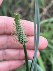 Albuca virens image