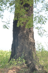 Diospyros mespiliformis