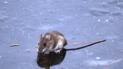 Apodemus flavicollis