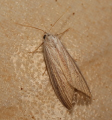 Prionopterina grammatistis