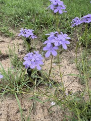 Buchnera longespicata