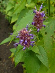 Lamiaceae