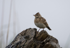 Alauda arvensis japonica
