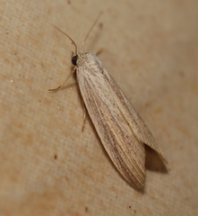 Prionopterina grammatistis