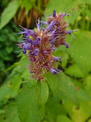 Lamiaceae