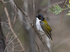 Melithreptus lunatus